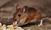 24 Hour & Emergency Exterminators in Palo Alto, CA